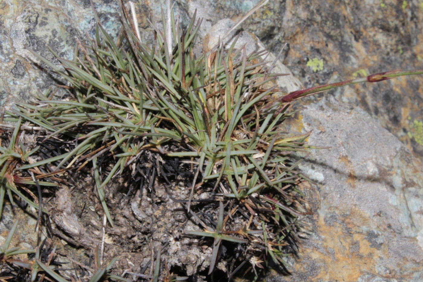 Dianthus sylvestris